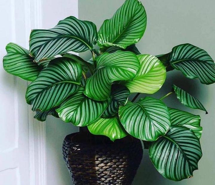 ilustrasi calathea orbifolia (instagram.com/amazing_plants)