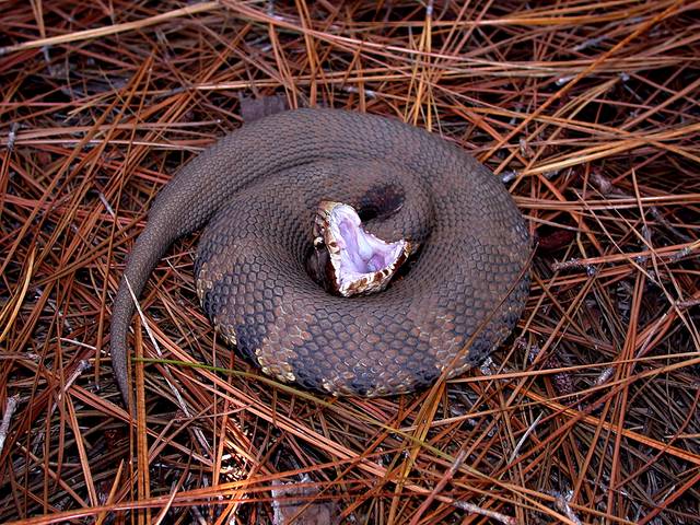 Strategi pertahanan ular cottonmouth (commons.wikimedia.org/ Edward J. Wozniak D.V.M., Ph.D)