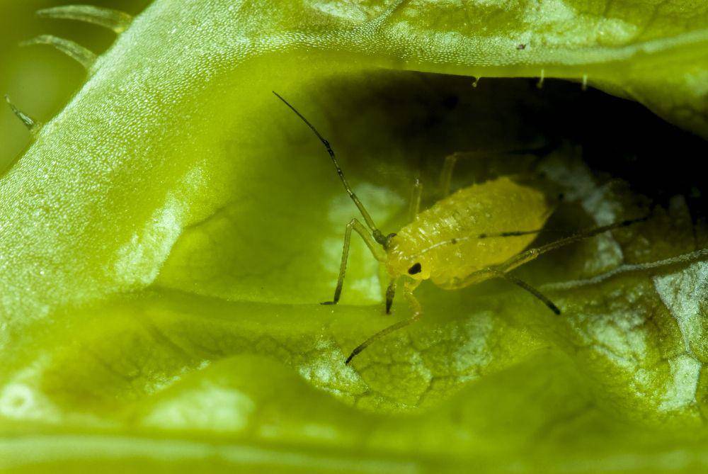 ilustrasi hewan Aphid (freepik.com/wirestock)
