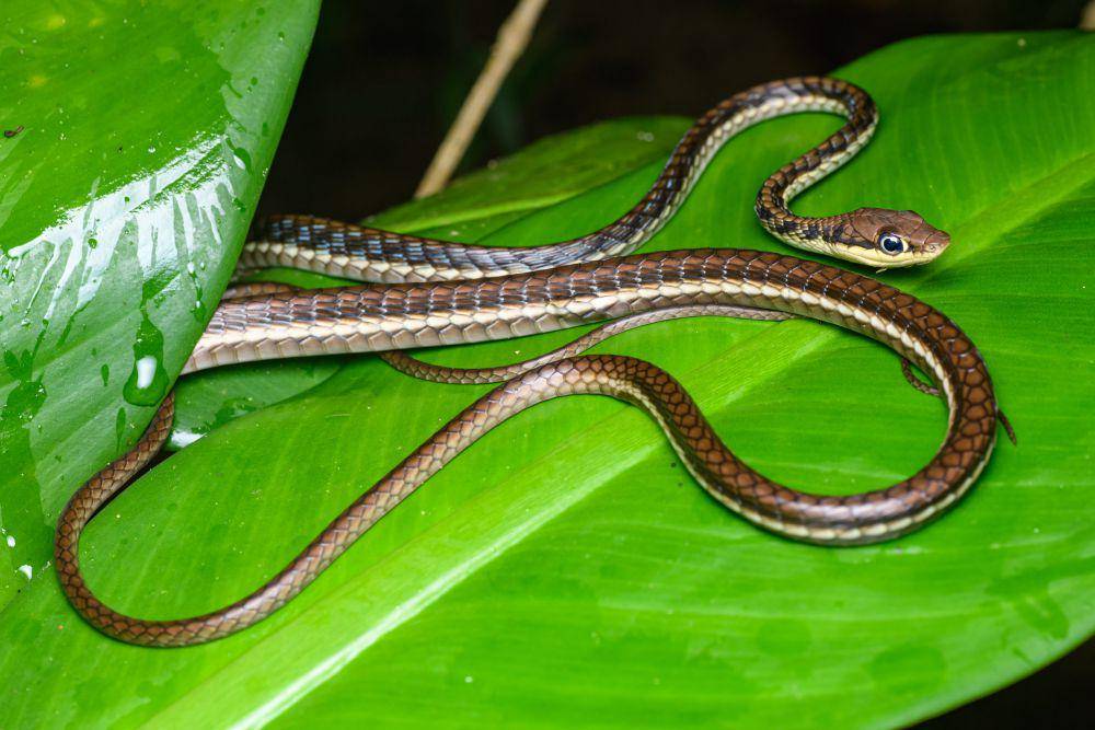 Ular tampar (commons.wikimedia.org/Rushen)