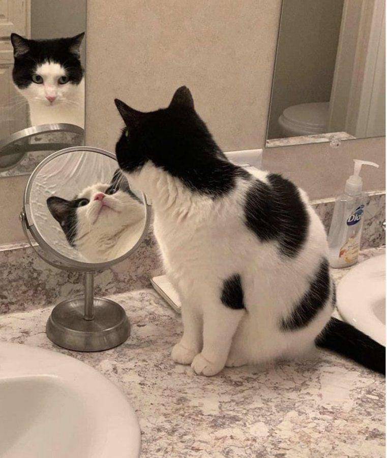 potret kucing merenung di depan pantulan kaca (twitter.com/weirdlilguys)
