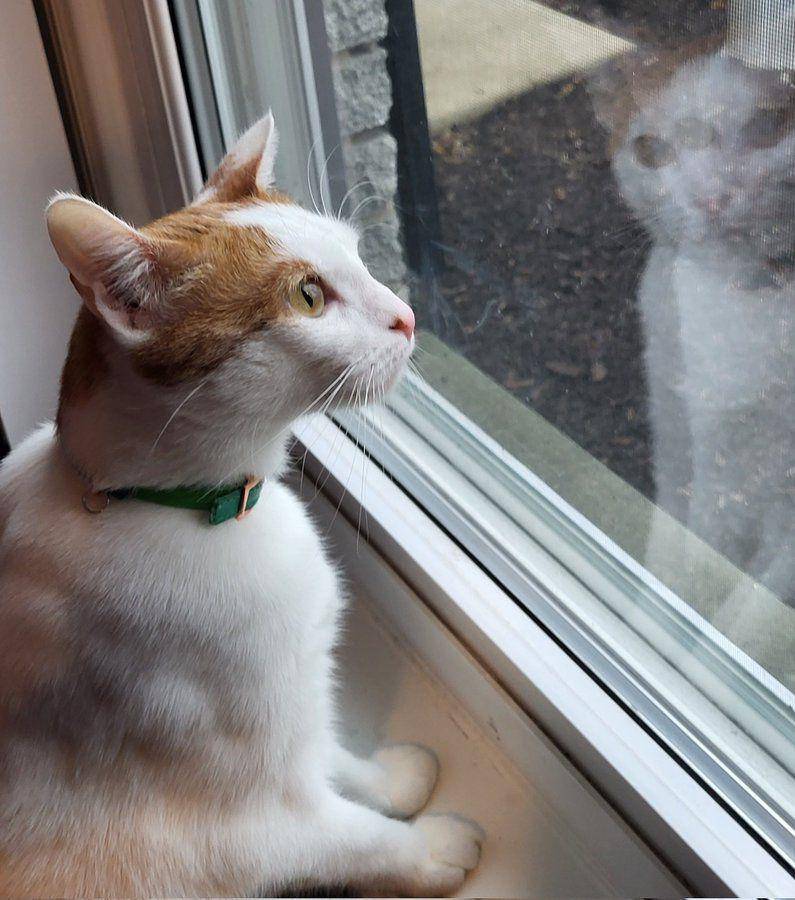 potret kucing merenung di depan pantulan kaca (twitter.com/busyboyfloyd)