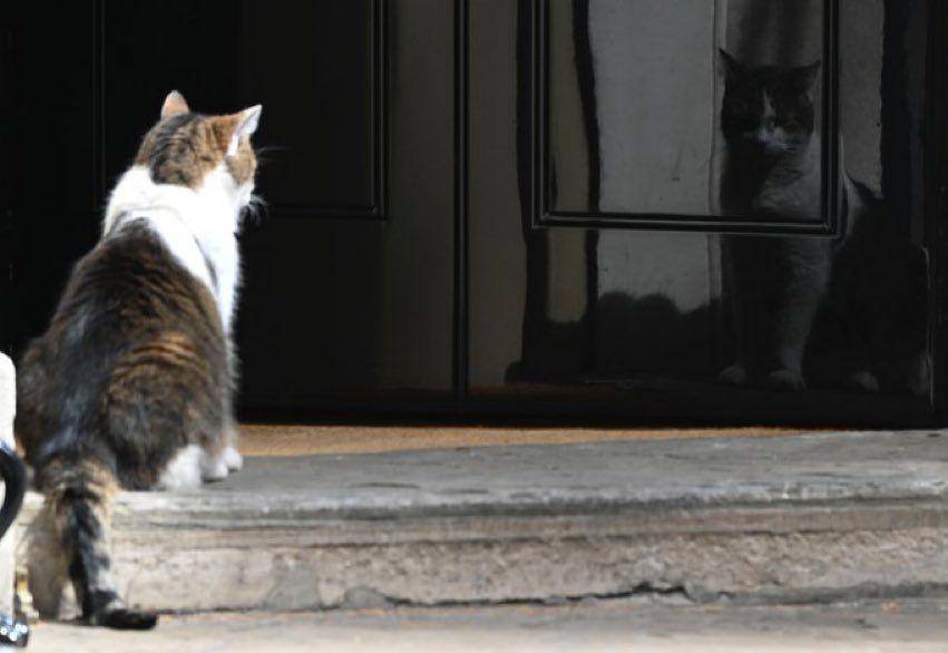 potret kucing merenung di depan pantulan kaca (twitter.com/Number10cat)