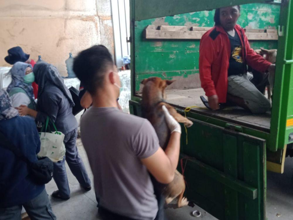 Disnak Keswan Jateng Periksa Truk Pengangkut 226 Anjing: Gak Ada Surat ya Ilegal
