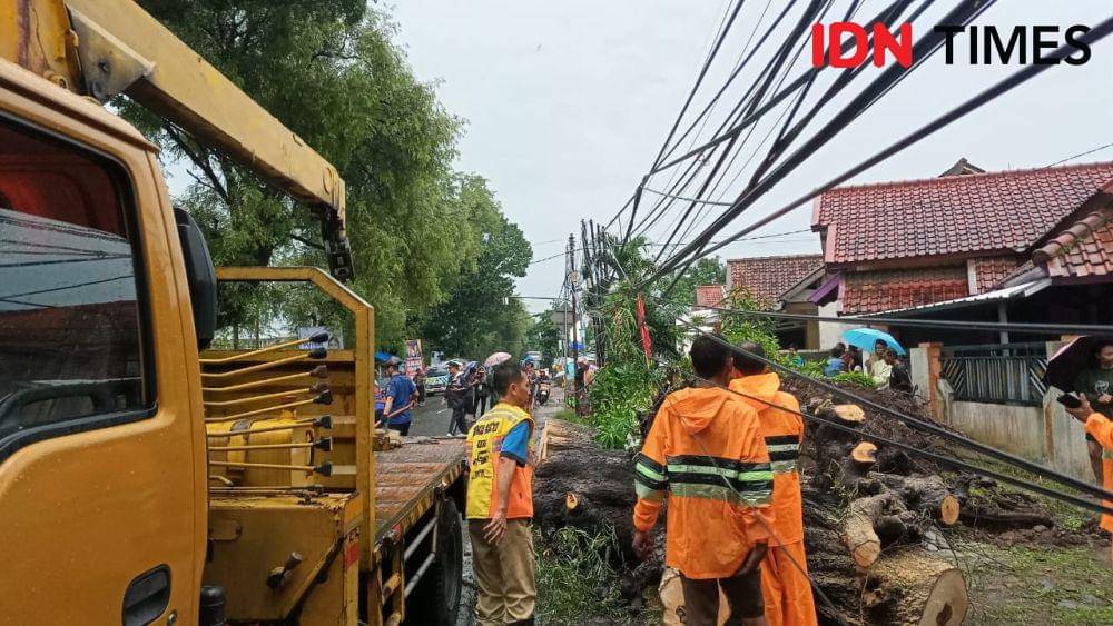 Ilustrasi pohon tumbang timpa jaringan listrik dan telepon.(Dok.Istimewa)