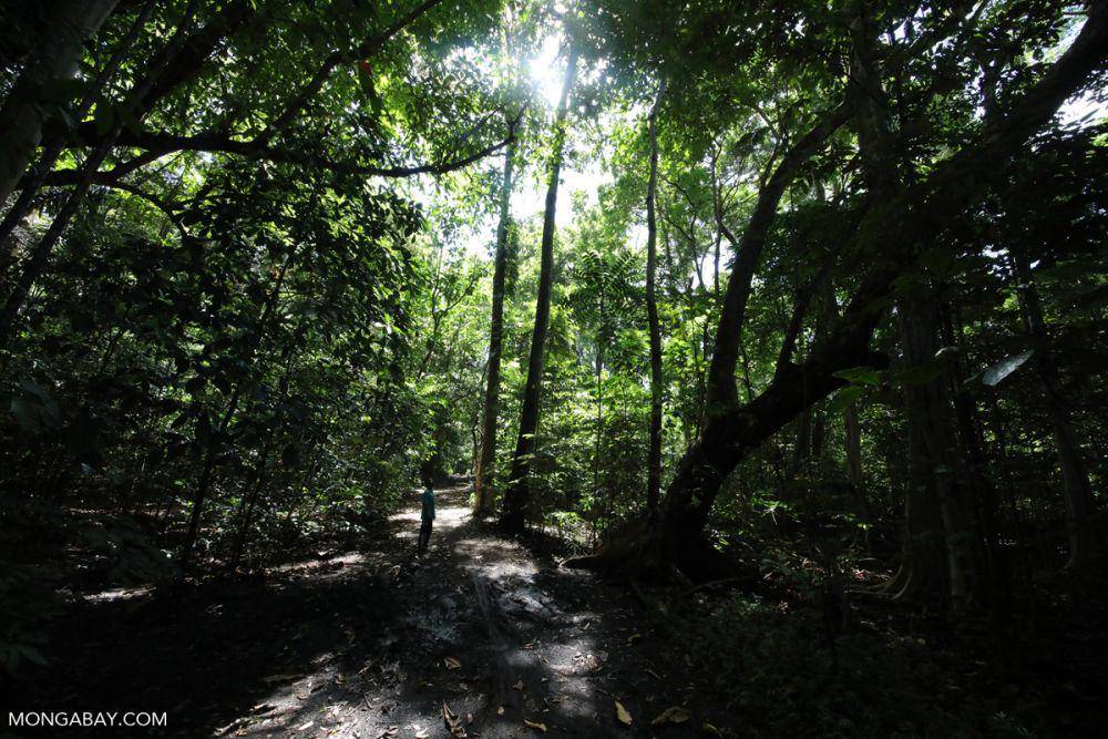 Salah satu kawasan hutan di Sulawesi, Indonesia. (pictures.butlernature.com/Rhett A. Butler)