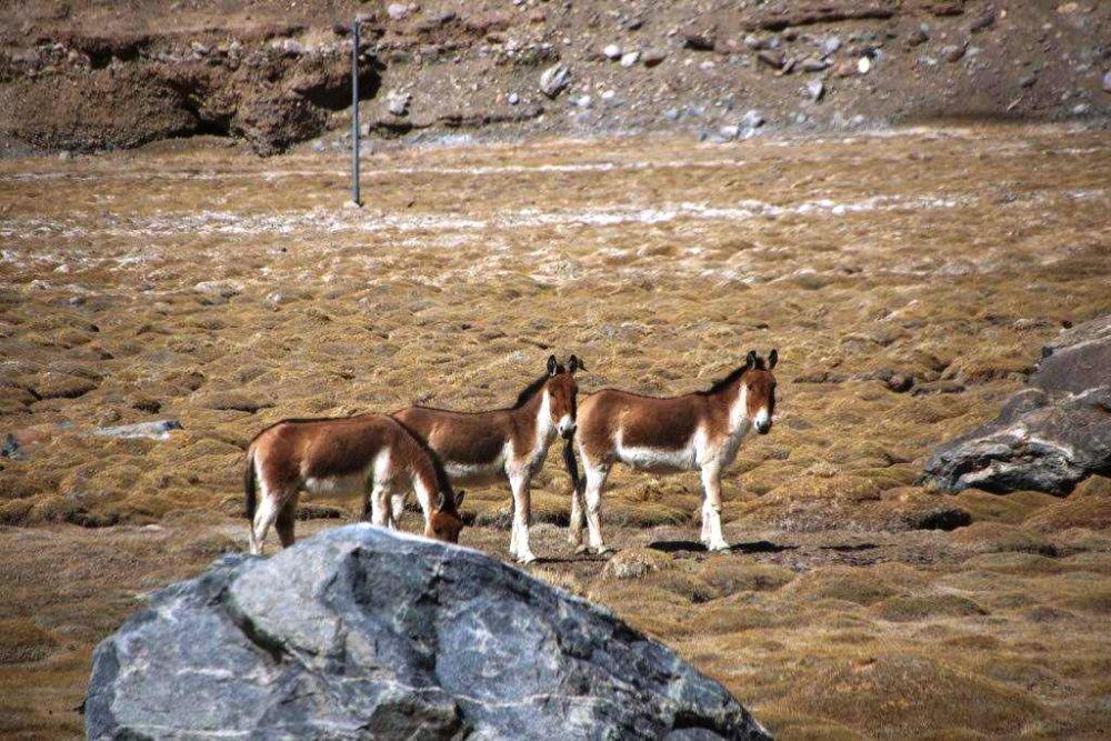 Tahan Cuaca Dingin, Inilah 5 Herbivora Unik dari Pegunungan Himalaya