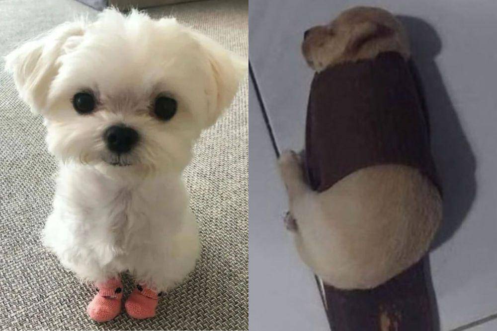 kolase potret lucu anak anking bermain dengan alas kaki (reddit.com/deleted I instagram.com/disturbingzone)