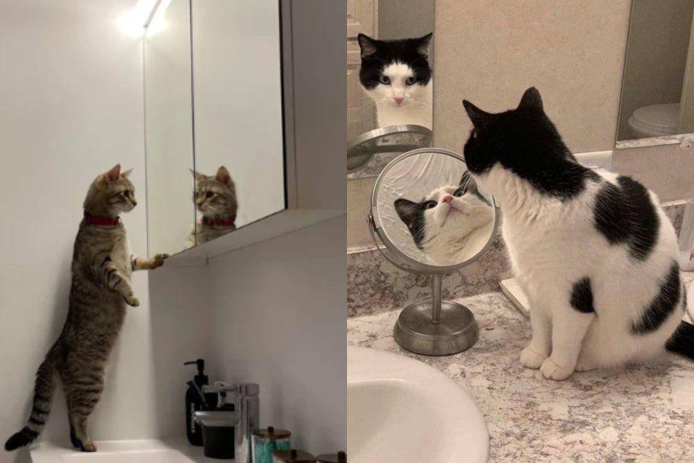 kolase potret kucing merenung di depan pantulan kaca (reddit.com/fuckkkali I twitter.com/weirdlilguys)