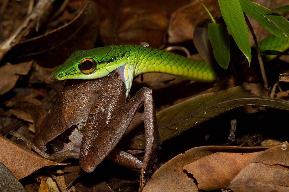 Ular makan katak (id.wikipedia.org/Brian Gratwicke)