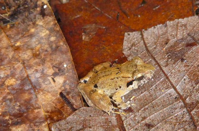 Spesies baru katak bertaring, Limnonectes phyllofolia. (eurekalert.org/Sean Reilly)