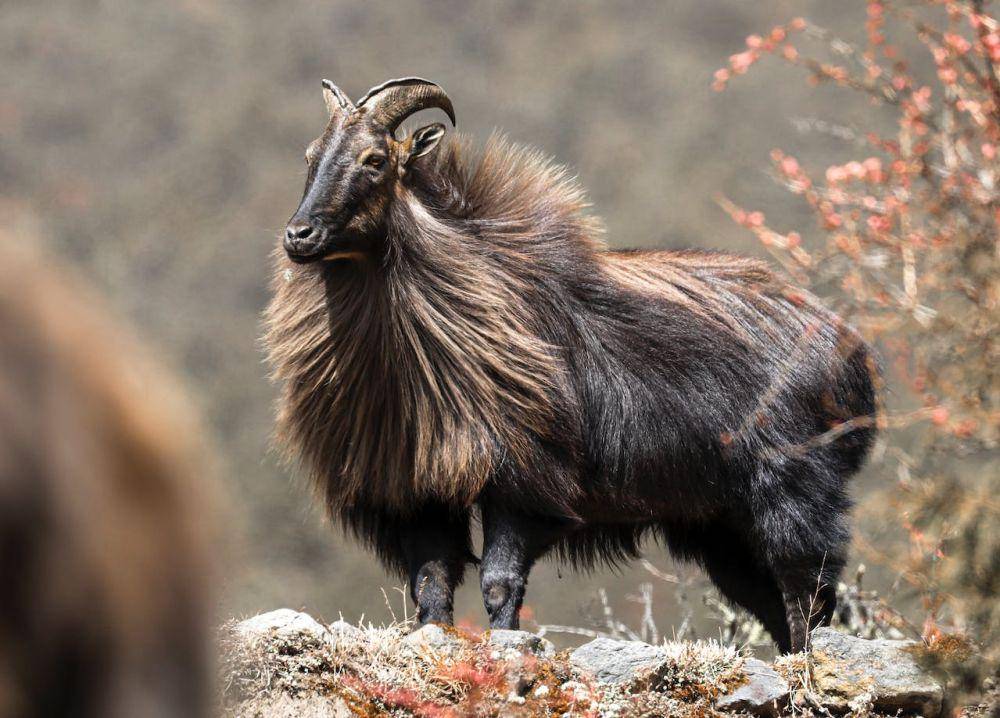 ilustrasi tahr himalaya (pexels.com/Pexels User Pemba sherpa)