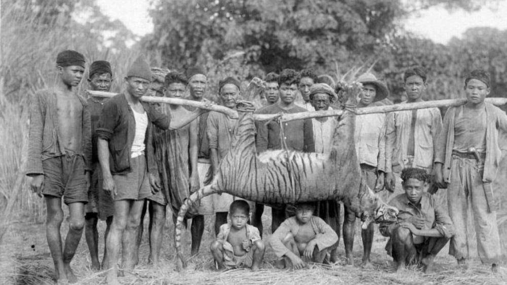 ilustrasi perburuan harimau jawa (wikimedia.org/H. Bartels)
