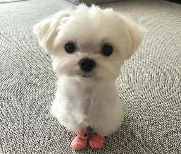 potret lucu anak anking bermain dengan alas kaki (reddit.com/deleted)