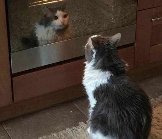 potret kucing merenung di depan pantulan kaca (instagram.com/disturbingzone)