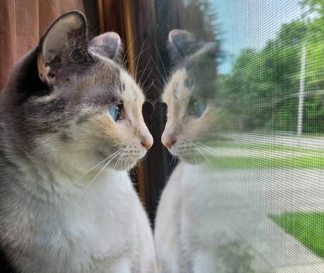 potret kucing merenung di depan pantulan kaca (reddit.com/Competitive_Mind_415)