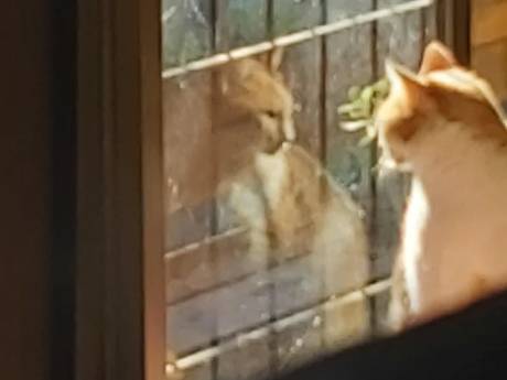 potret kucing merenung di depan pantulan kaca (reddit.com/Viper_256)