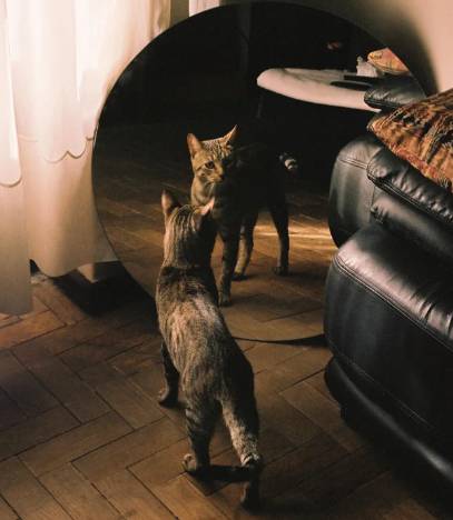 potret kucing merenung di depan pantulan kaca (reddit.com/SaraLatifArt)