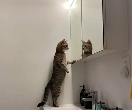 potret kucing merenung di depan pantulan kaca (reddit.com/fuckkkali)
