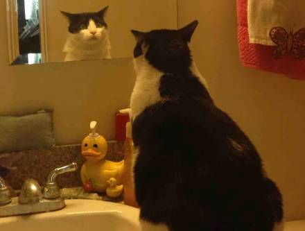 potret kucing merenung di depan pantulan kaca (reddit.com/Techno_Kitty)