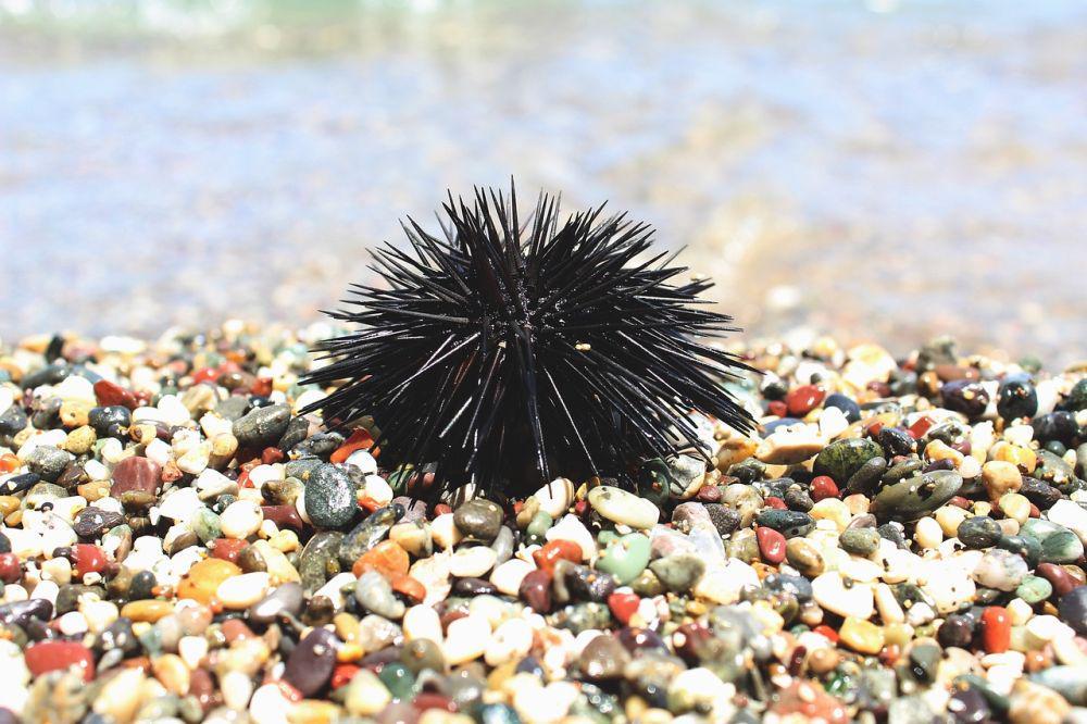 bulu babi (pixabay.com/Alex Sky)