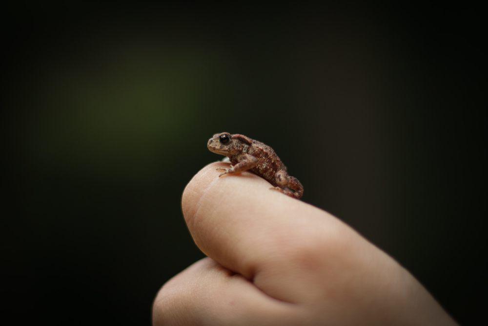 Mengenal Spesies Baru di Sulawesi, Katak Bertaring Terkecil di Dunia