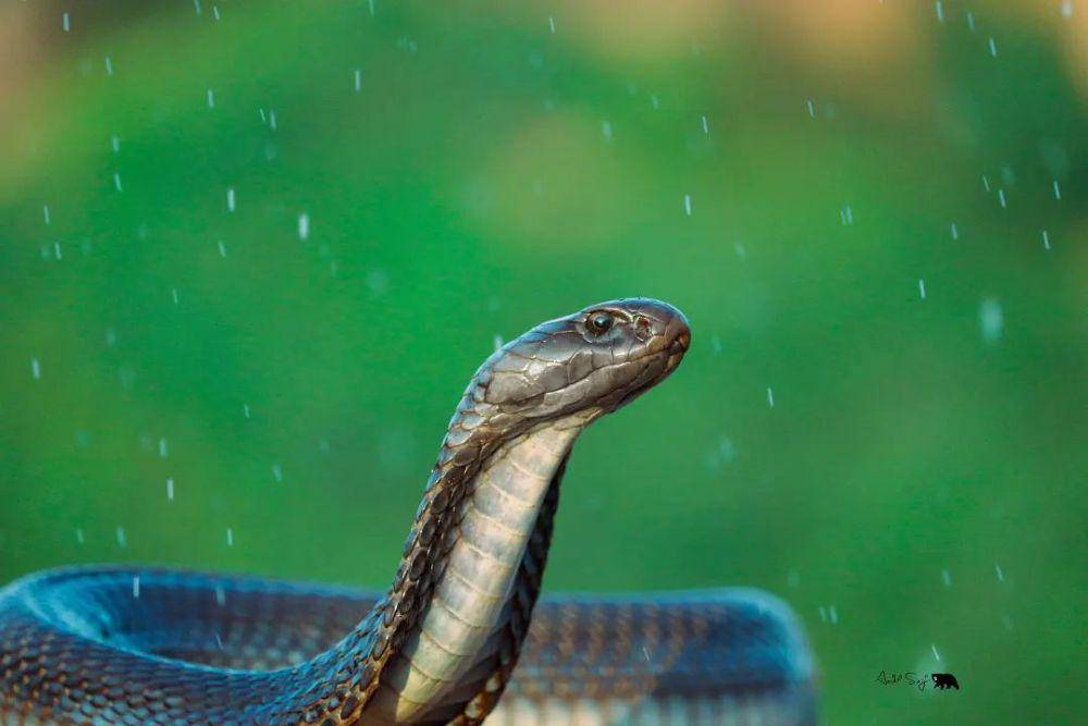 Ular di musim hujan (instagram.com/aadil_saif)