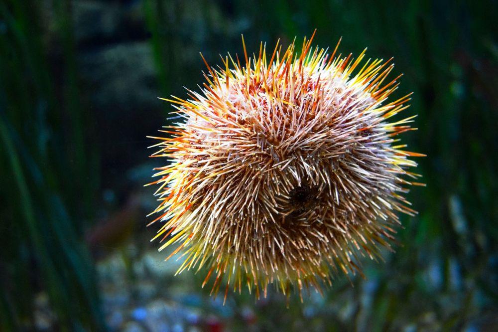 bulu babi (pixabay.com/Riccardo Maccarini)