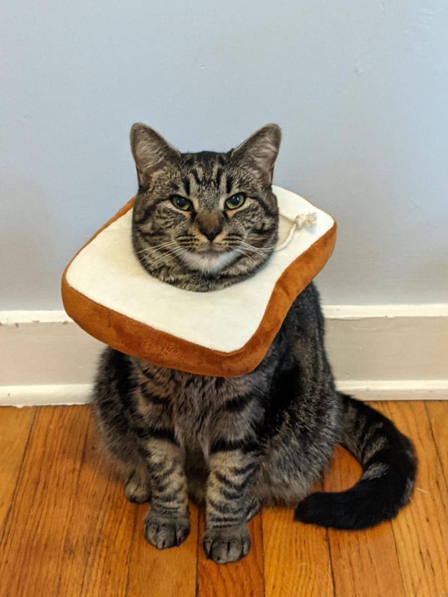 foto gemas kucing memakai collar roti (reddit.com/r/cats)