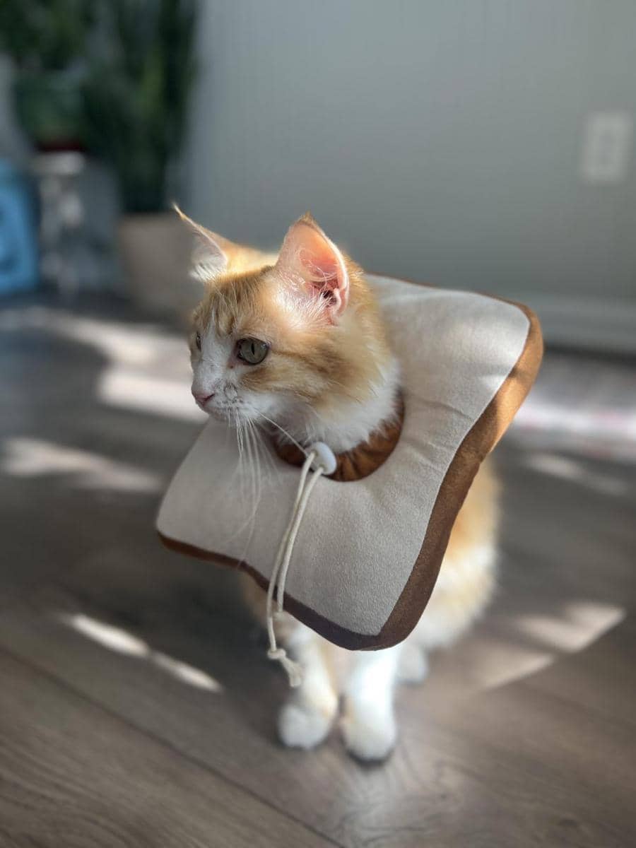 foto gemas kucing memakai collar roti (reddit.com/user/CallySkyeYogi)