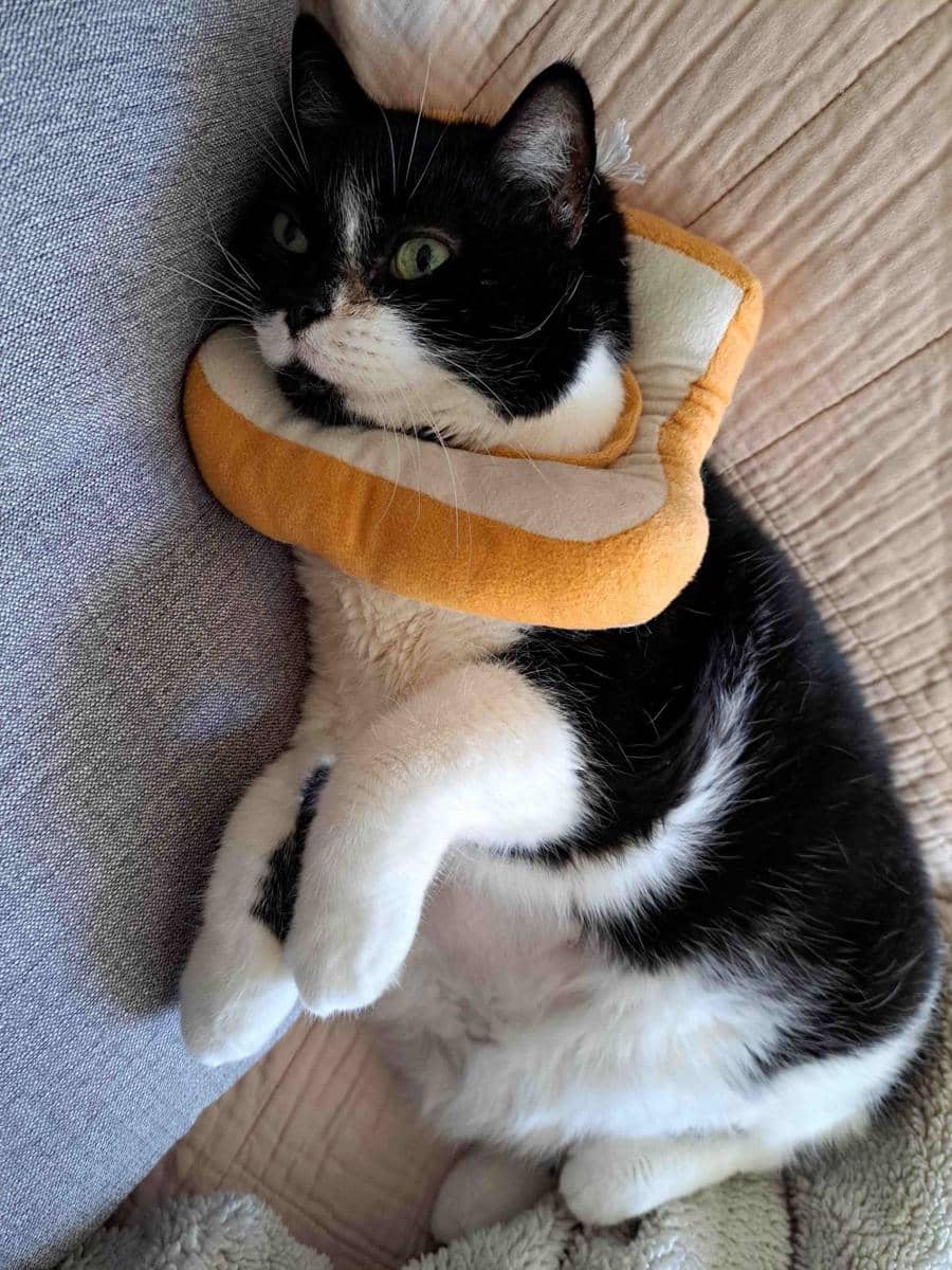 foto gemas kucing memakai collar roti (reddit.com/user/SnooMuffins7284)