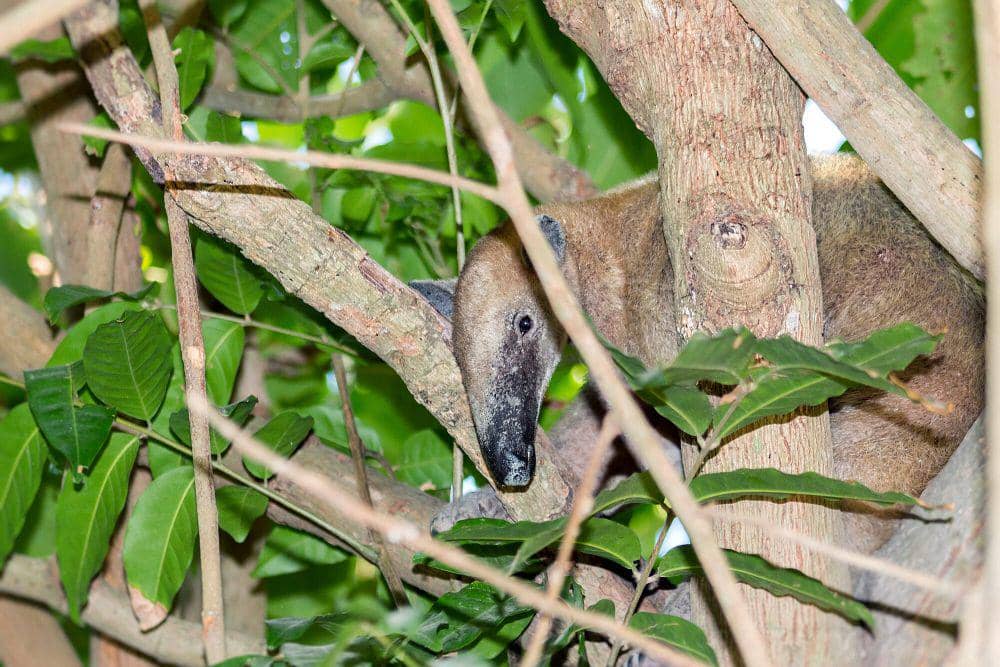 Tamandua selatan (commons.m.wikimedia.org/Fernando Flores)
