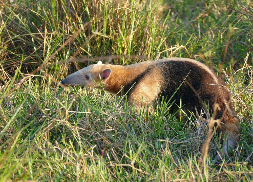 Tamandua selatan (commons.m.wikimedia.org/Bernard Dupont)
