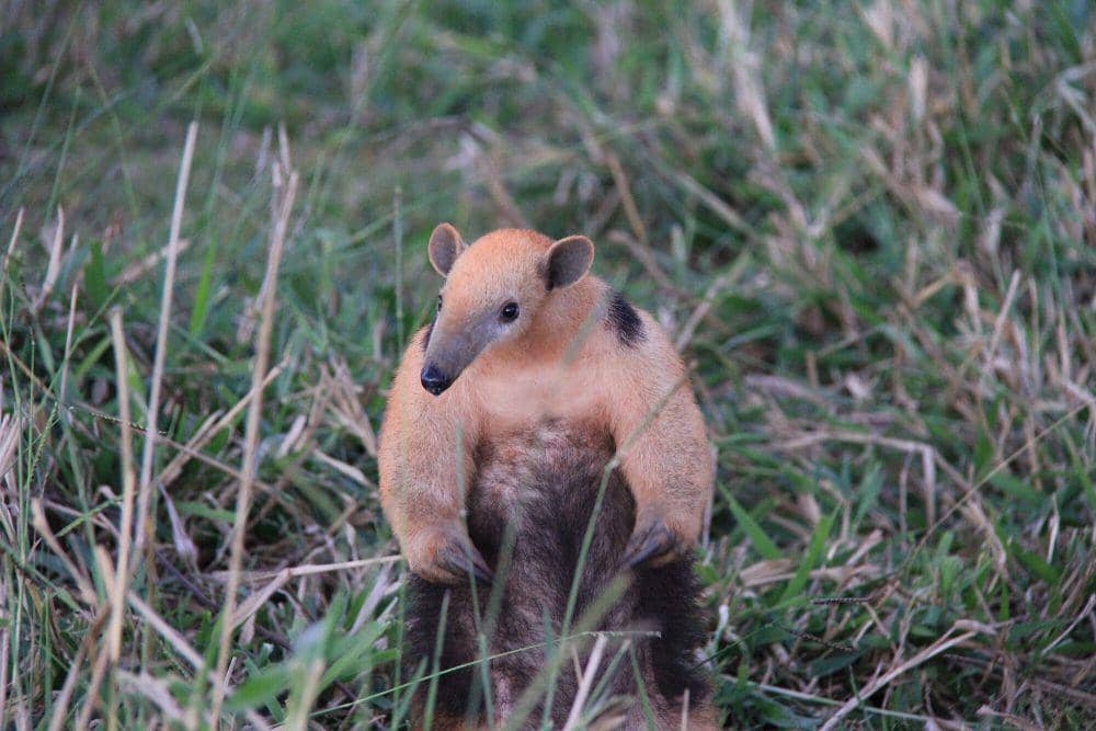 Tamandua selatan (commons.m.wikimedia.org/Eguerios)
