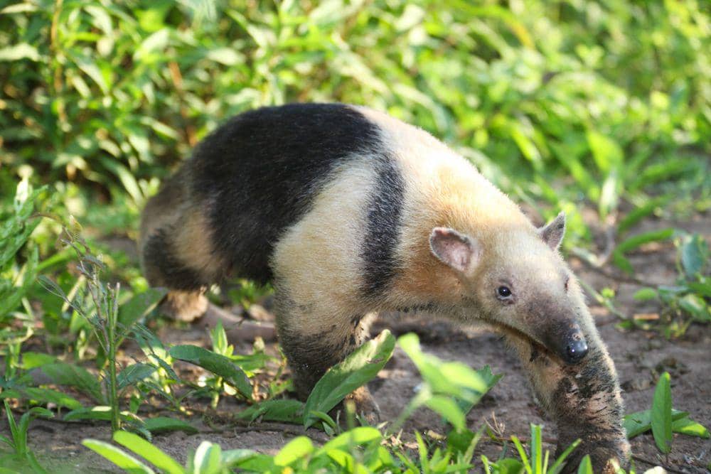 Tamandua selatan (commons.m.wikimedia.org/Nori Almeida)