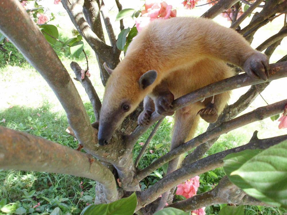 Tamandua selatan (commons.m.wikimedia.org/Luis Alejandro Cisneros)