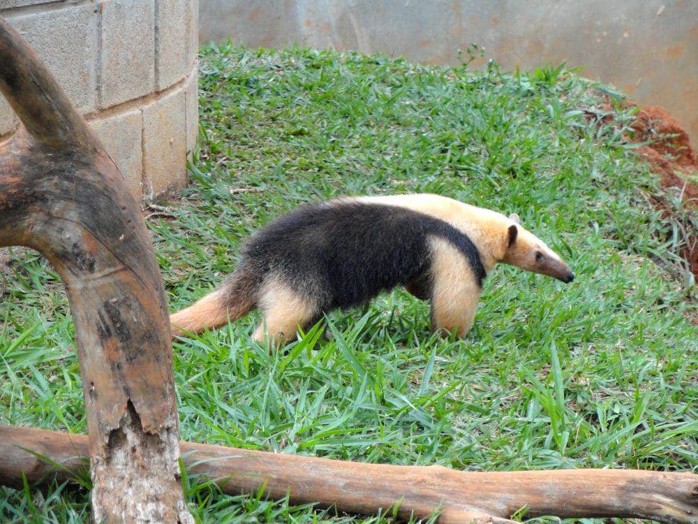 Tamandua selatan (commons.m.wikimedia.org/Daderot)