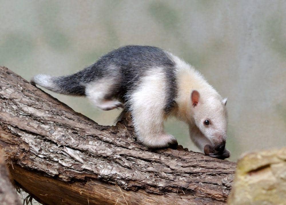 6 Fakta Unik Tamandua Selatan, Anteater Kecil Berlidah Sangat Panjang!