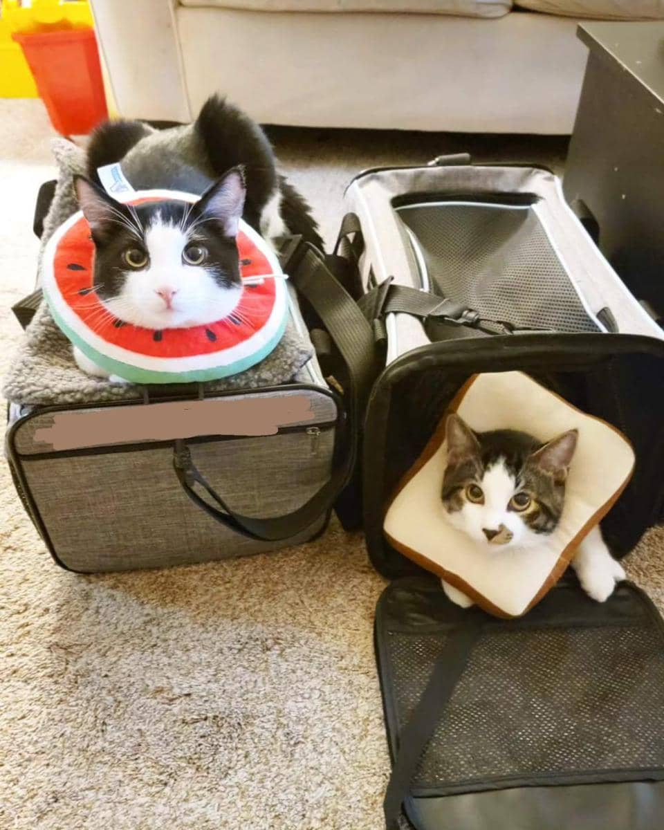 foto gemas kucing memakai collar roti (reddit.com/user/Kristaboo14)