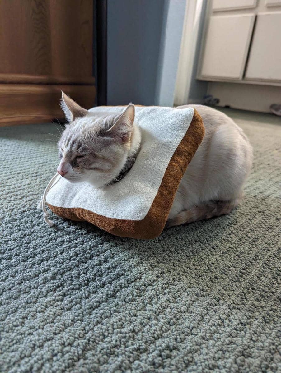 foto gemas kucing memakai collar roti (reddit.com/user/momi00)