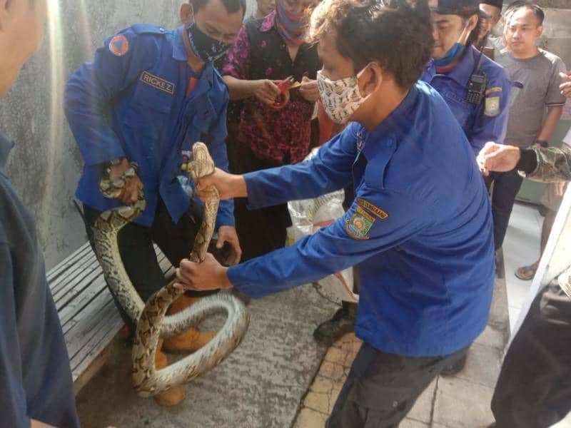 BPBD Kota Tangerang Terima 17 Laporan Ular Masuk Pemukiman