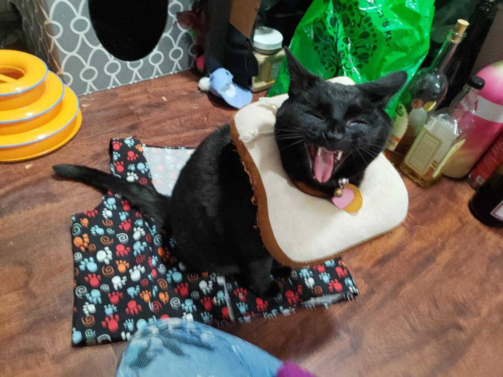 foto gemas kucing memakai collar roti (reddit.com/user/Quibbles_n_Bitz)