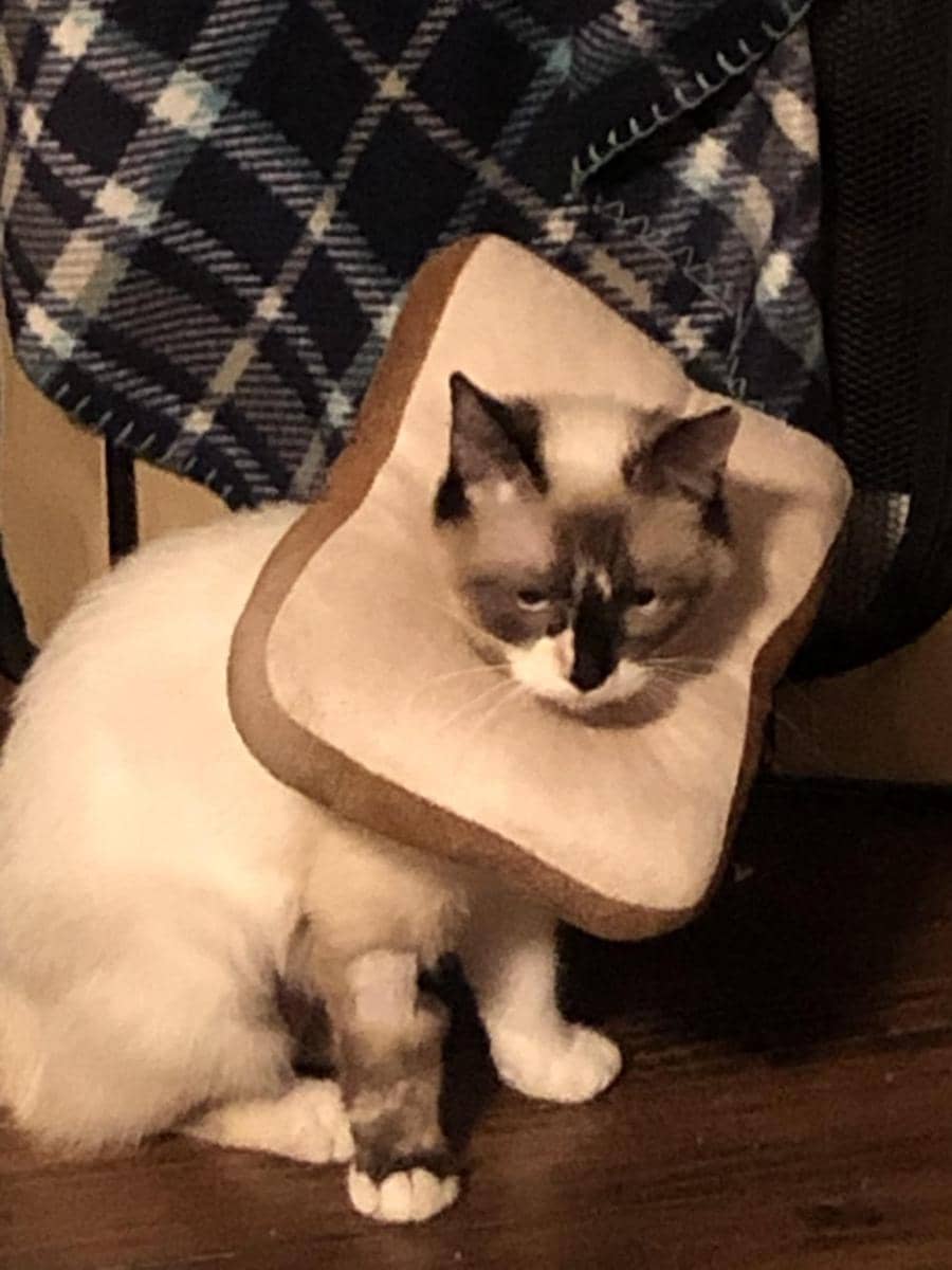 foto gemas kucing memakai collar roti (reddit.com/user/fionacat2019)