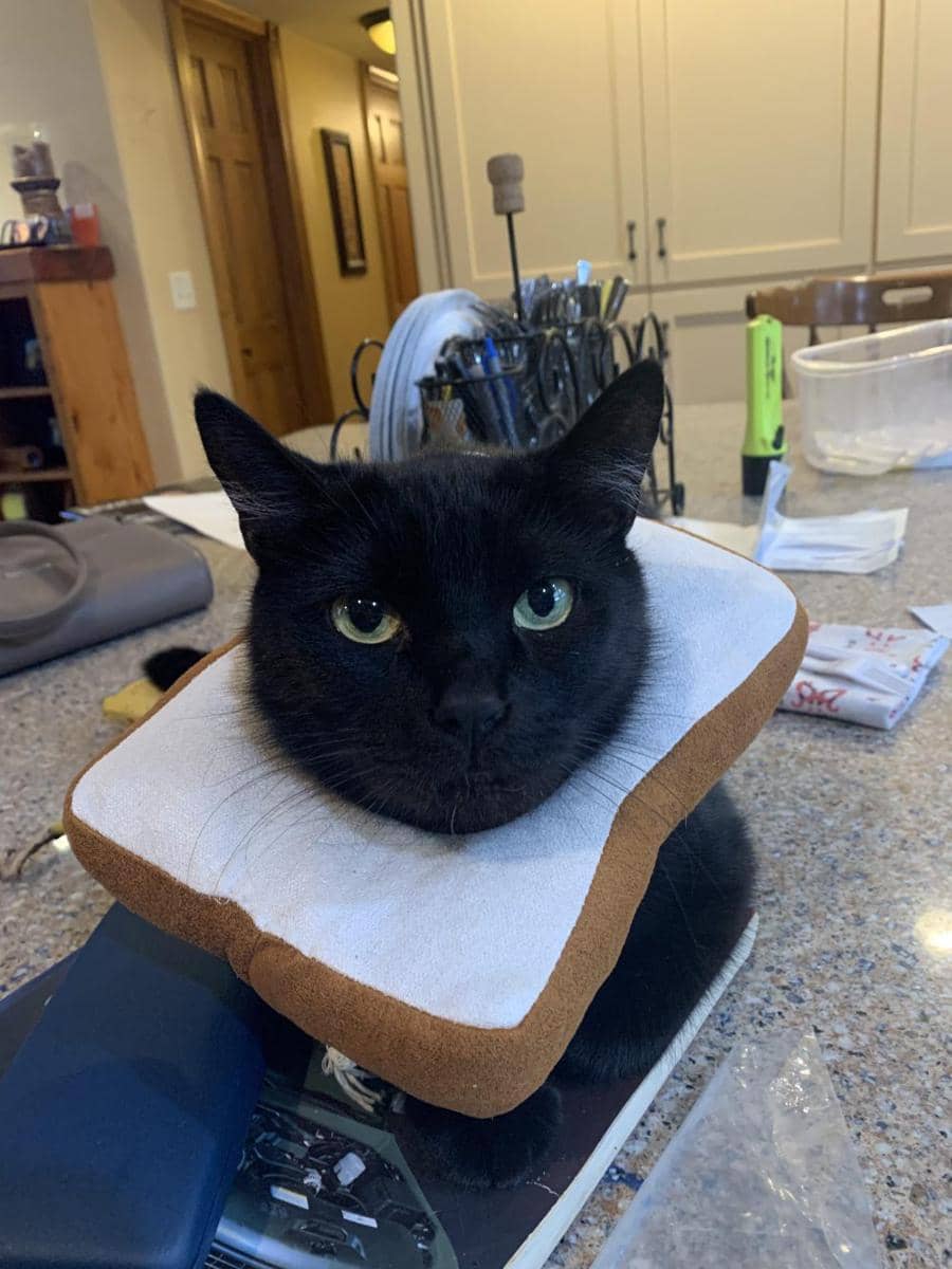 foto gemas kucing memakai collar roti (reddit.com/user/sadshadowhunter)