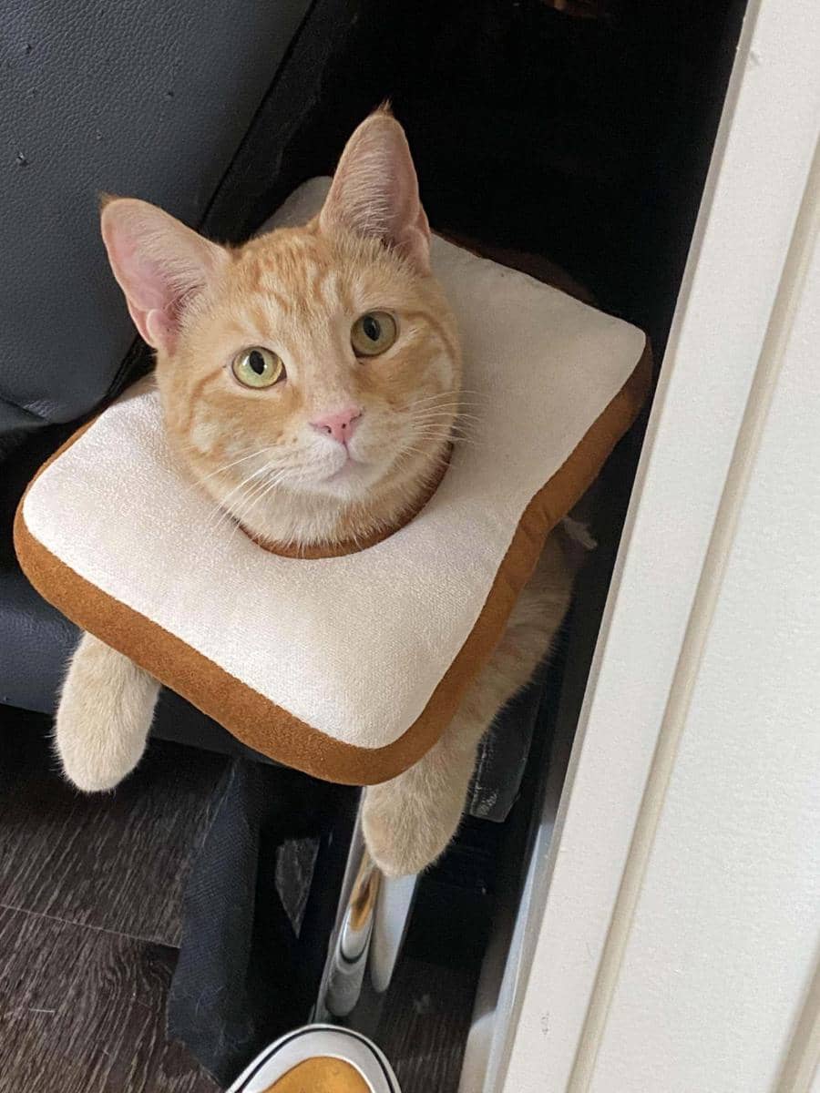 foto gemas kucing memakai collar roti (reddit.com/user/Firebird117)