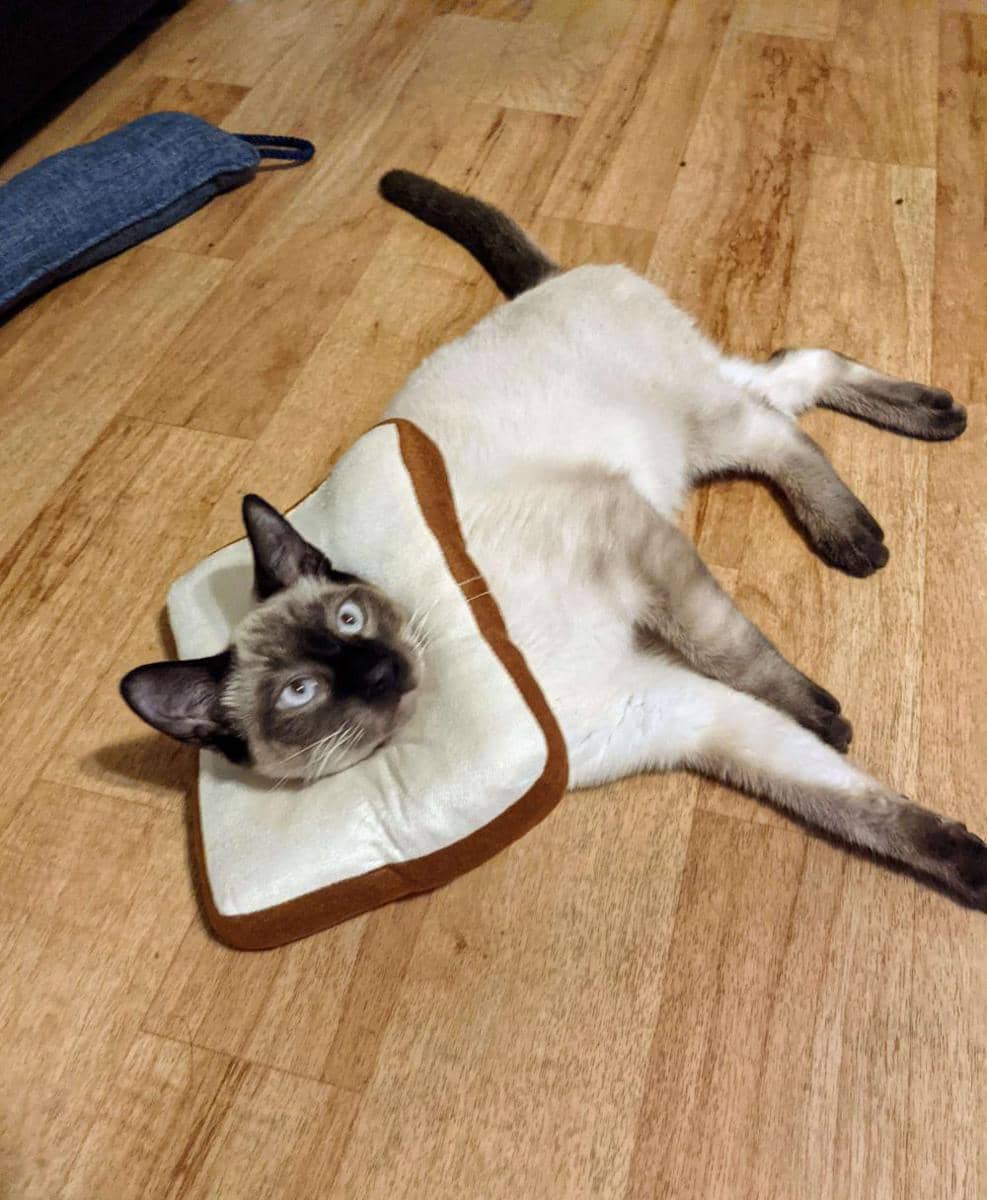 foto gemas kucing memakai collar roti (reddit.com/user/cats_n_things)