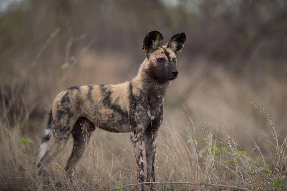 ilustrasi anjing liar Afrika (freepik.com/wirestock)