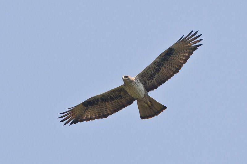 Elang Bonelli (commons.wikimedia.org/Mike Prince