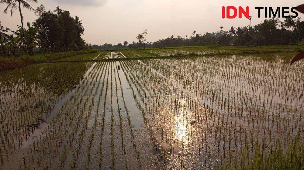Lahan pertanian yang baru ditanami padi di Lombok Barat. (IDN Times/Muhammad Nasir)