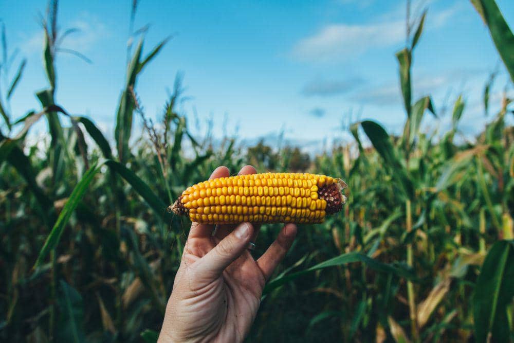 ilustrasi jagung (unsplash.com/Plasticmind)